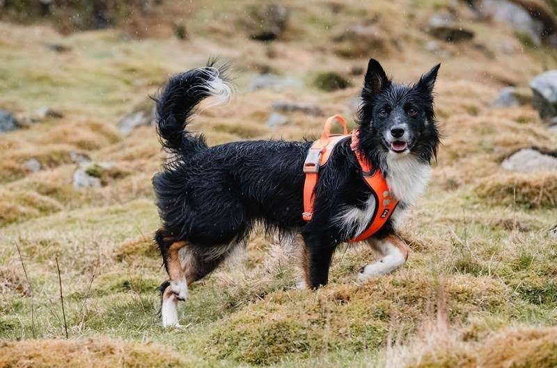 Weekend Warrior Harness Park Camo 32-39in A89788