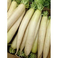 Daikon Radish Seed - 20 lbs. F511
