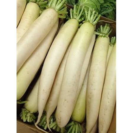 Daikon Radish Seed - 20 lbs. F511