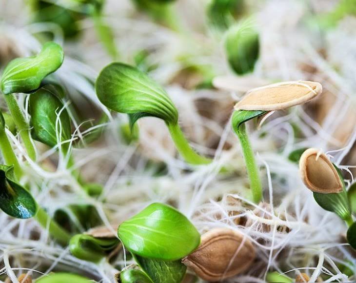 Organic Sprouted Pumpkin Seeds, 16 Pounds, No Shell, Unsalted, Raw Kernels T3607