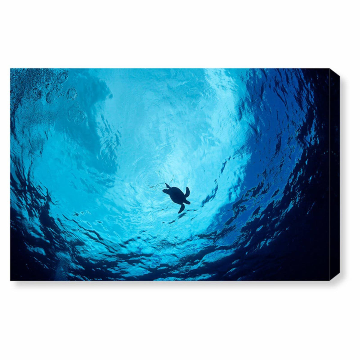 Blue Green Sea Turtle Canvas Art D95344