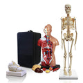 Set of Three Human Anatomy Models with Carrying Case K780709