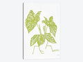 Canvas Wall Decor Prints - Tropical Plant S571